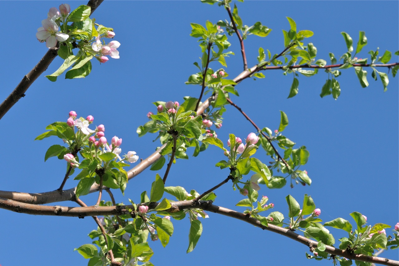 сорт яблони афродита - цветения