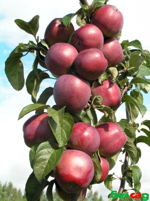 Сорт яблони Имант