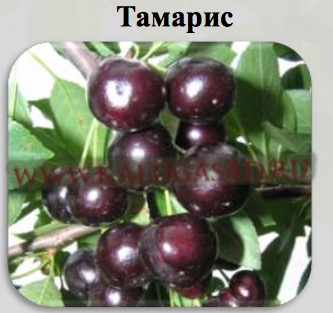 Сорт вишни Тамарис