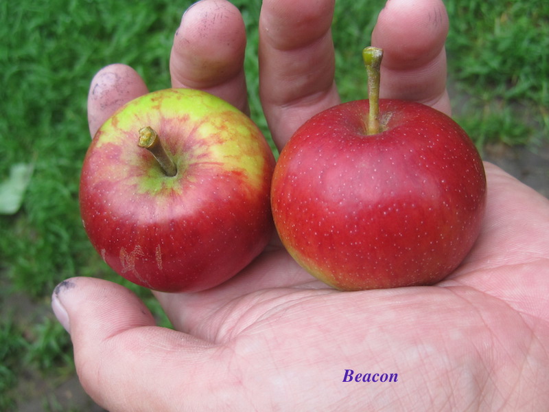 Фото сорта яблони Beacon (Бекон)
