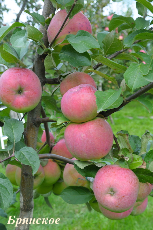фото сорта яблони брянское